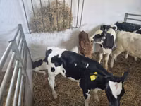 सांड, Russian Black pied cattle — फ़ोटो 6