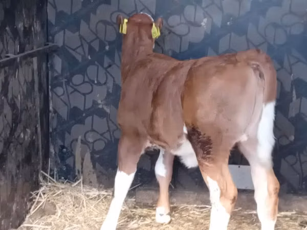 Bovinos (lote, sexo no especificado), Simmental cattle