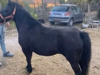 Yegua, Caballos — foto 5