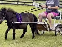 Caballo, Miniature horse — foto 5