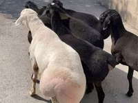 Widder, Schafe — Foto 3