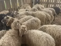 भेड़ें (लॉट, लिंग निर्दिष्ट नहीं), Suffolk sheep — फ़ोटो 2