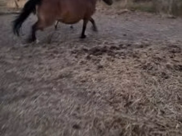 घोड़ी, Fjогd