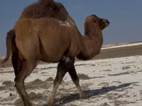 ऊँटनी, Kazakh Bactrian camel — फ़ोटो 1