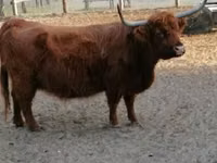 Vaca, Highland — foto 6