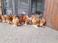 بيكين بانتام — الصورة 6