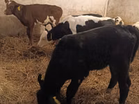 Bulle, Simmental cattle — Foto 8