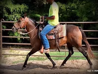 母马, Quarter Horse — 照片 8