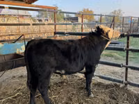 Bulle, Simmental cattle — Foto 7