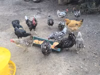 Chickens — photo 3