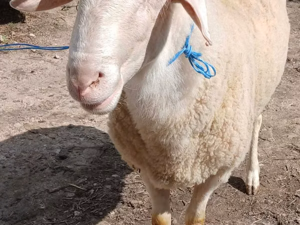 Ram, Sheep