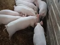 Schweine (Partie, Geschlecht nicht angegeben) — Foto 7