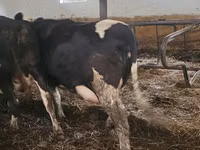 Kuh, Russian Black pied cattle — Foto 3