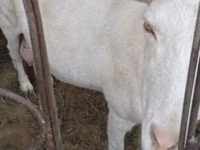 Cabra, Cabras — foto 2
