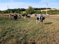 بقرة, Russian Black pied cattle — الصورة 1