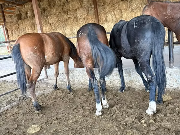 Hengst, Horse breed