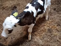 Kuh, Russian Black pied cattle — Foto 4