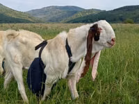 बकरा, Gulabi goats — फ़ोटो 3