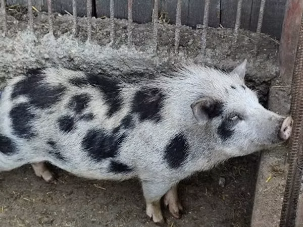 Boar, 