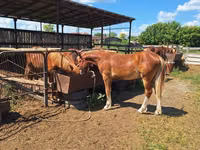 Caballo, Russian Heavy Draft — foto 4