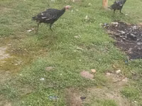Guinea fowl — photo 3