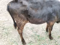 Vaca, Ganado vacuno — foto 3