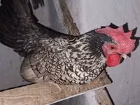 Chickens — Foto 1