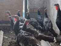 Turkeys — photo 5