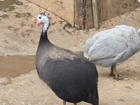 रॉयल पर्पल — फ़ोटो 1