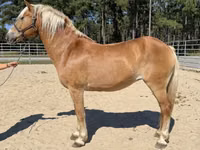 Yegua, Haflinger — foto 1