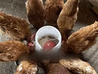 Shamo chickens — photo 1