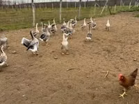 Geese — Foto 2