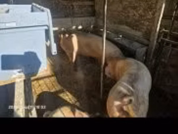 Säue, Schweine