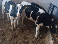 गाय, Russian Black pied cattle — फ़ोटो 2