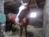 Hengst, Akhal-Teke — Foto 5