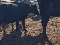 Vaca, Ganado vacuno — foto 1