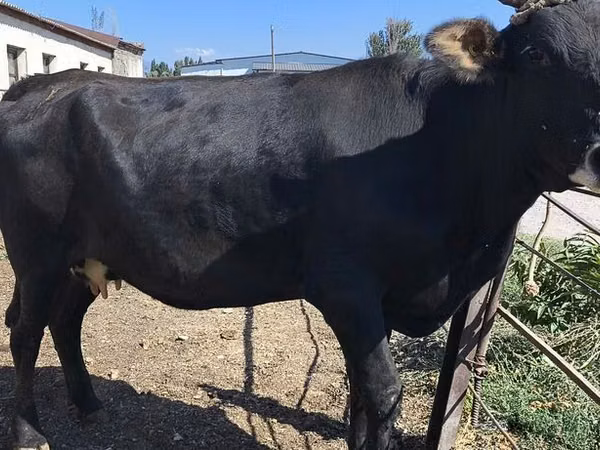 गाय, गोलस्टीन नस्ल