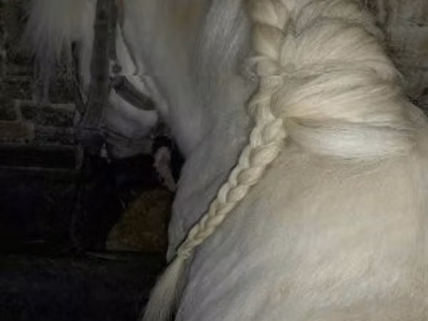 Horse (M), Shetland Pony