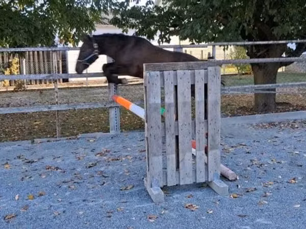 Hengst, Pferde