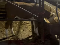 Bulle, Simmental cattle — Foto 2