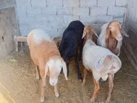 बकरियाँ (लॉट, लिंग निर्दिष्ट नहीं), बकरियाँ — फ़ोटो 2