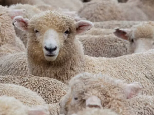 Sheep, Sheep
