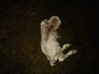 Oveja, Ovejas — foto 2