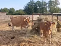 Vaca, Raza Jersey — foto 2