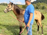 Stute, Rocky Mountain Horse — Foto 6