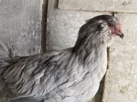 अमेराउकाना — फ़ोटो 3