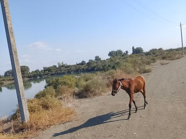 Hengst, Azerbaijan horse