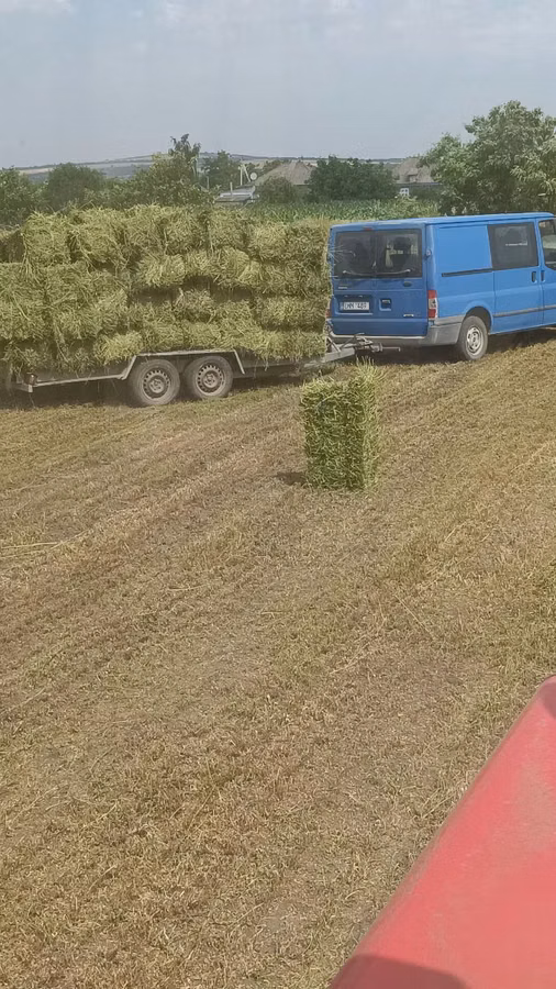 Люцерна