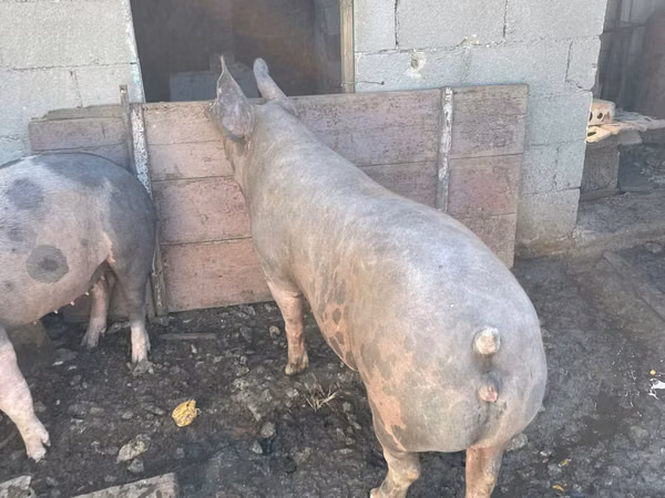 Eber, Schweine