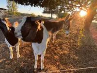 Ziege, Boer goat — Foto 3